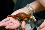 Female Red Gargoyle Gecko