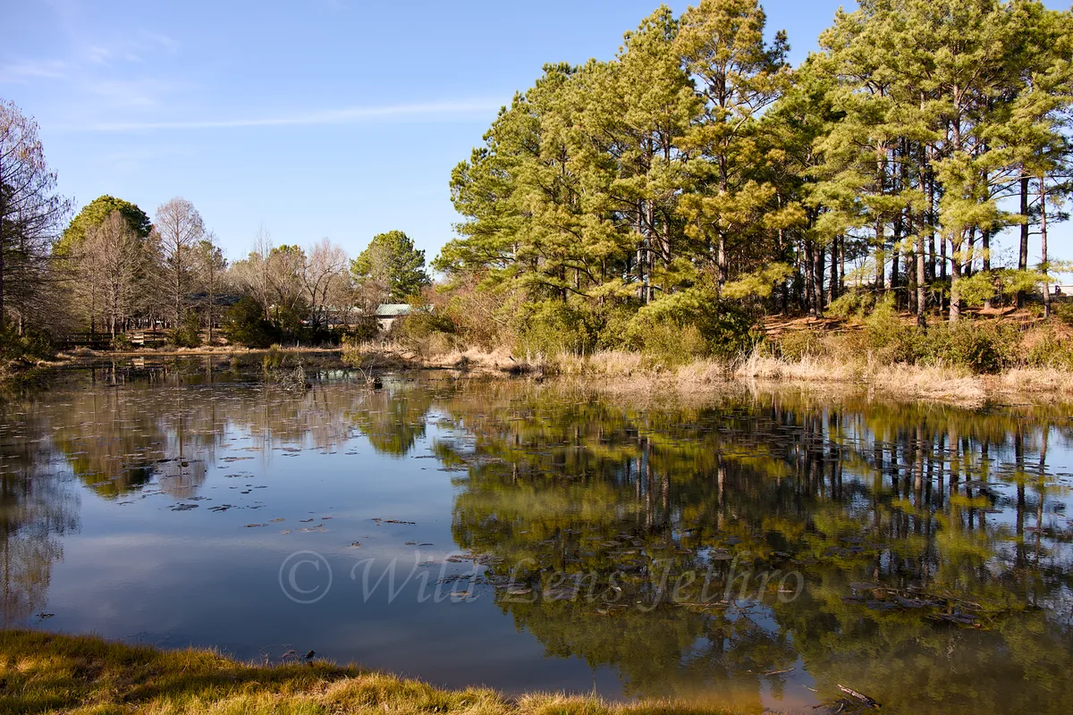 First Trail Pond Back Angle
