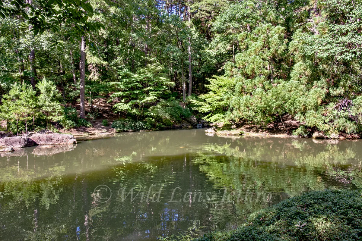 Garvan Woodland Gardens View Of Lake With Tree Bank