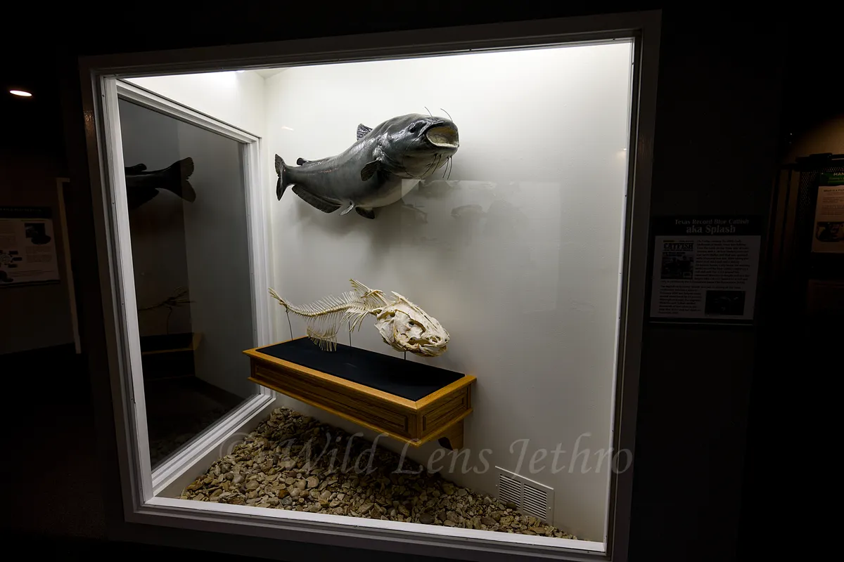 Giant Catfish Model