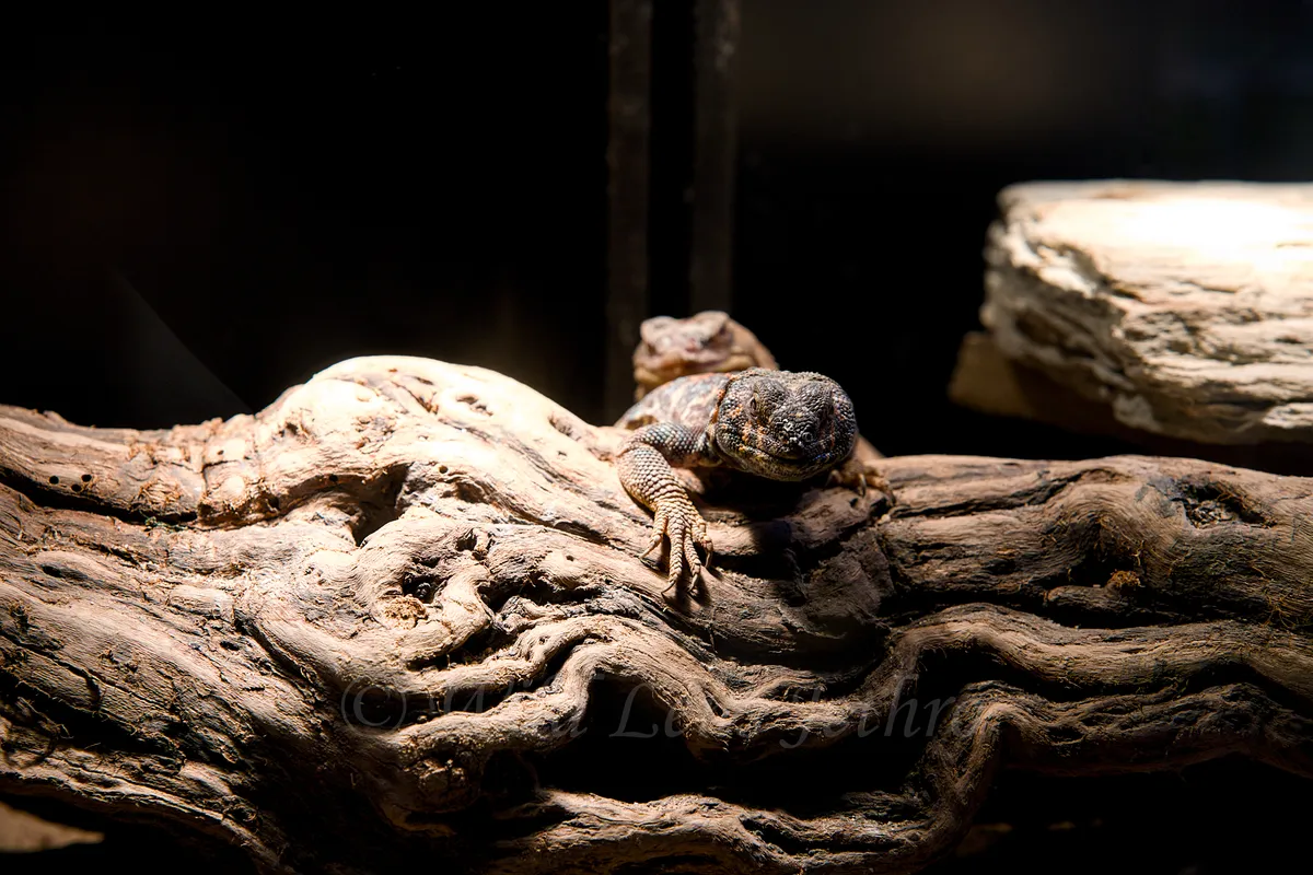 Ornate Uromastyx