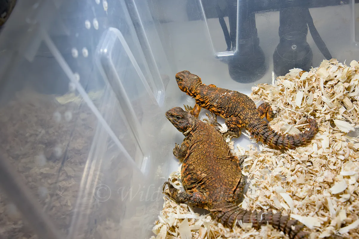 Red Uromastyxes
