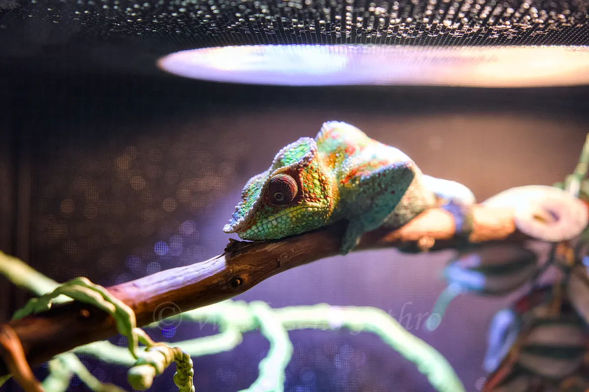 Ambanja Panther Chameleon Looking Down