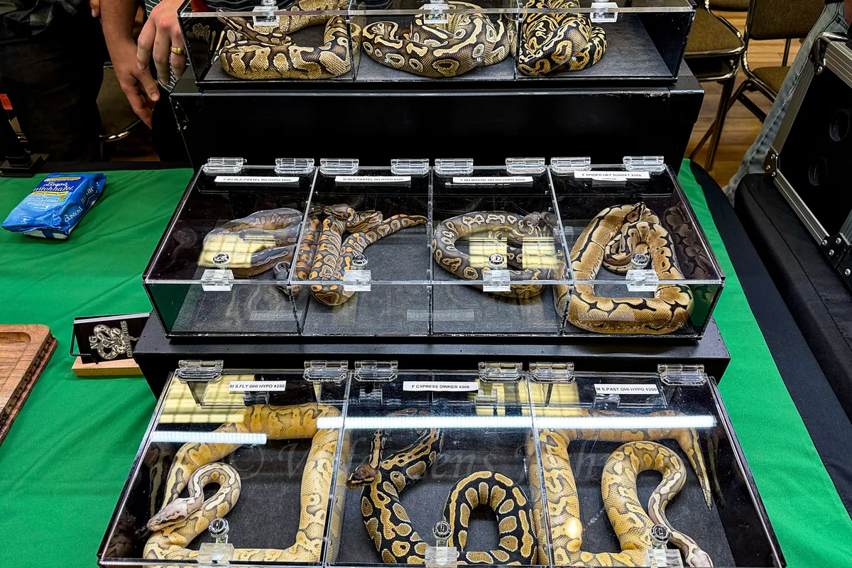Ball Pythons In Glass Containers