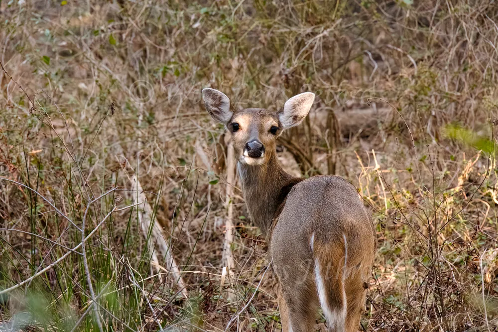 Cute Deer In Brush Looking Straight