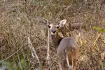 Cute Deer In Brush Looking Straight