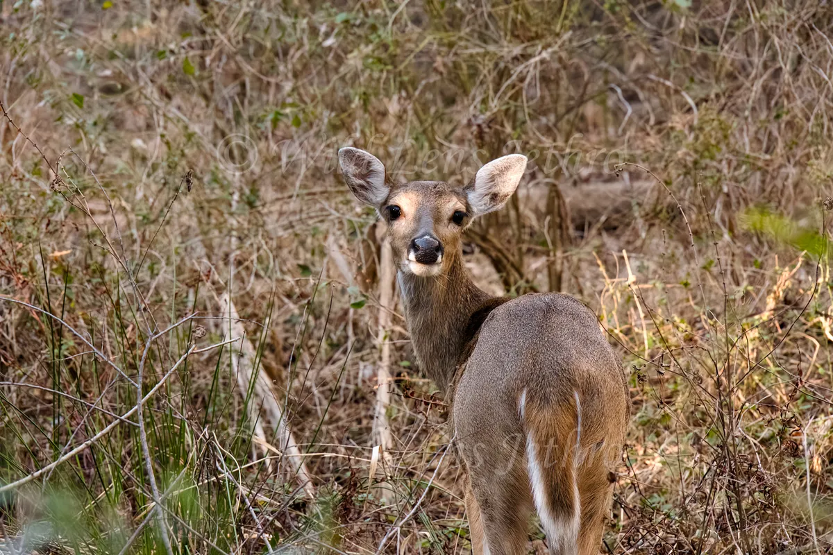 Cute Deer In Brush Looking Straight