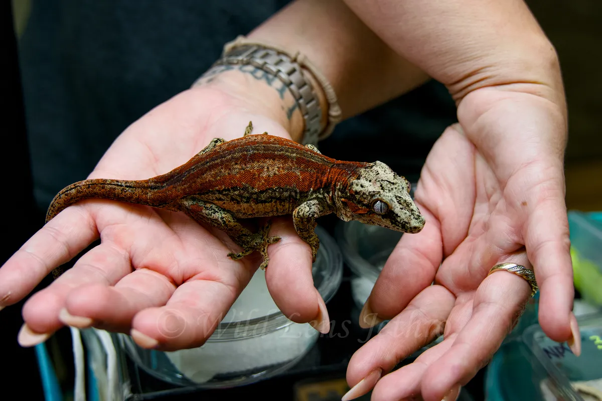 Female Red Gargoyle Gecko