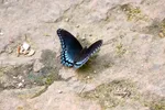 Garvan Woodland Gardens Blue Butterly