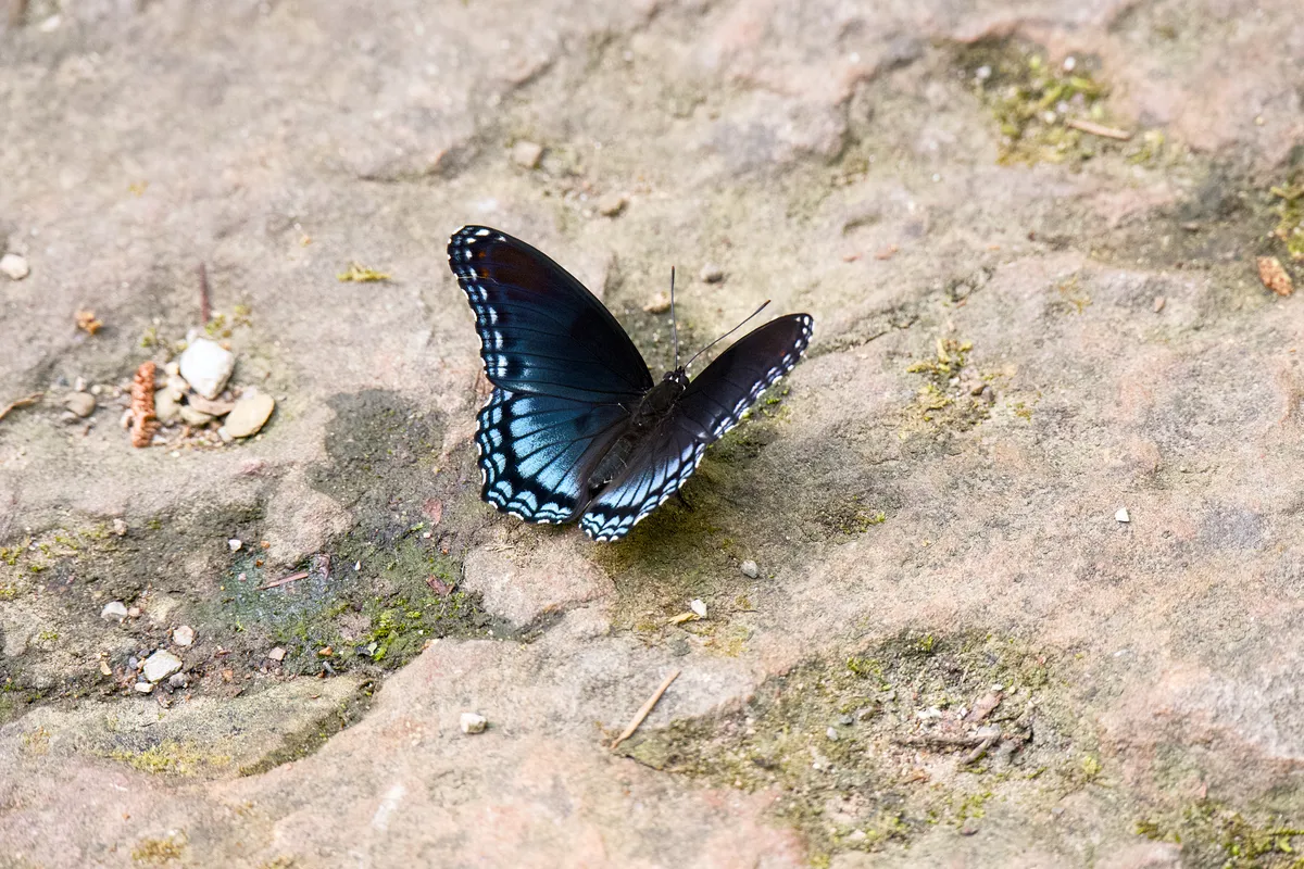 Garvan Woodland Gardens Blue Butterly