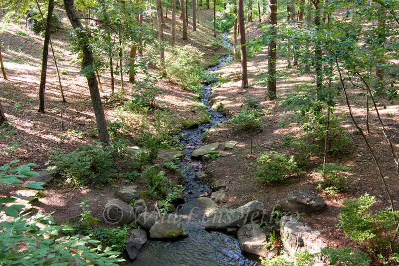 Garvan Woodland Gardens Stream Through Forest