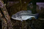 Largemouth Bass