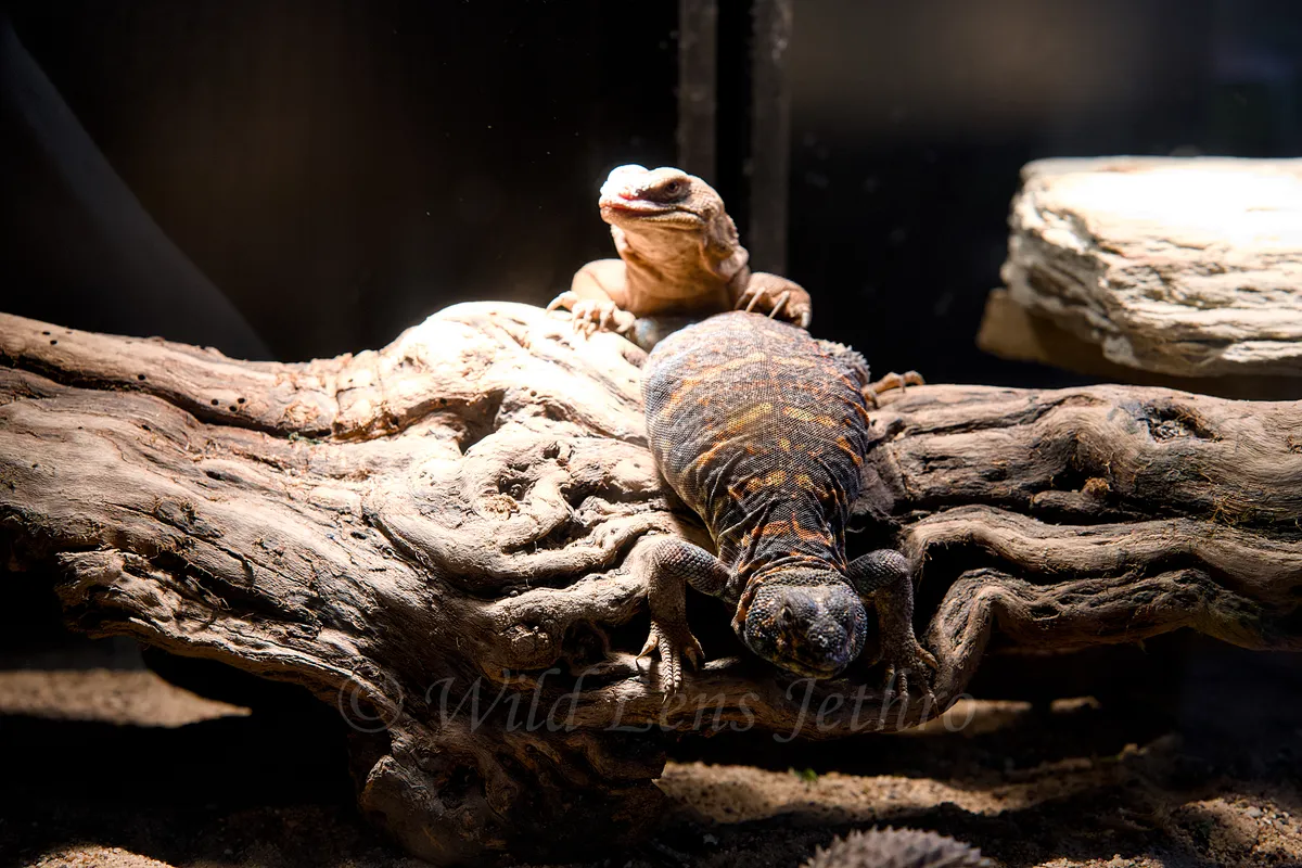 Ornate Uromastyx And Baby Chuckwalla
