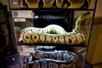 Pastel Spotnose Clown Ball Python