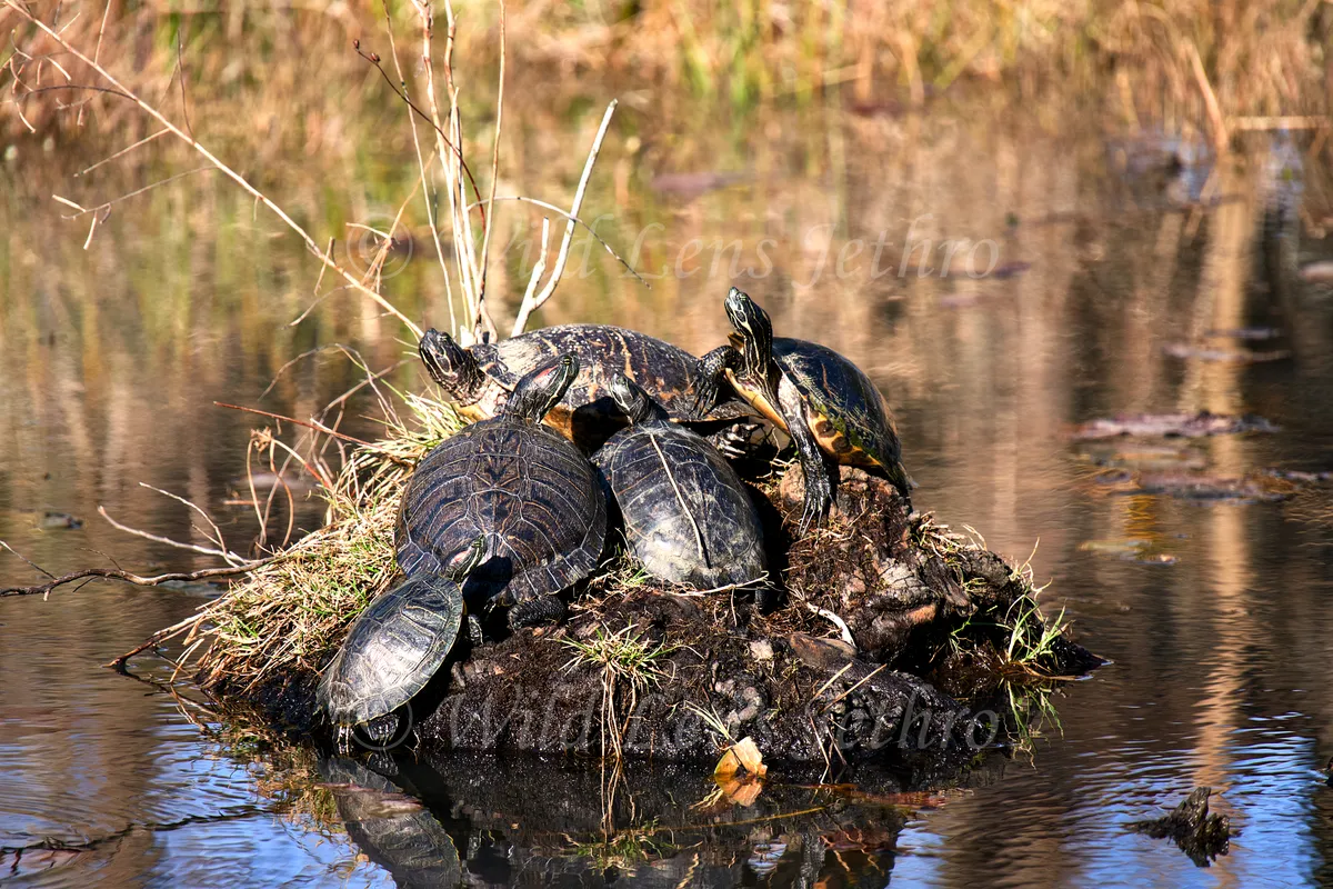 Red Eared Sliders Pond Bank Side Angle