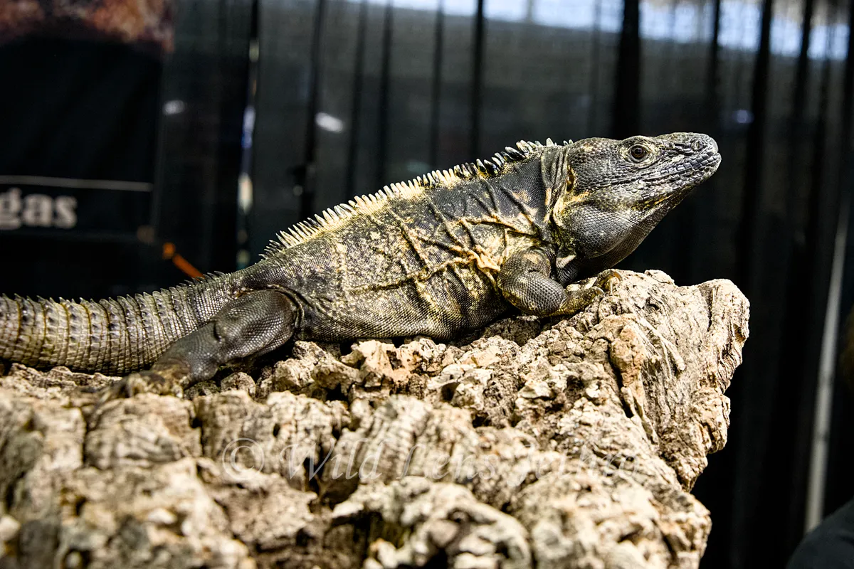 Spiny Tailed Iguana
