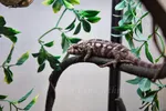 Ambilobe Panther Chameleon Looking Straight