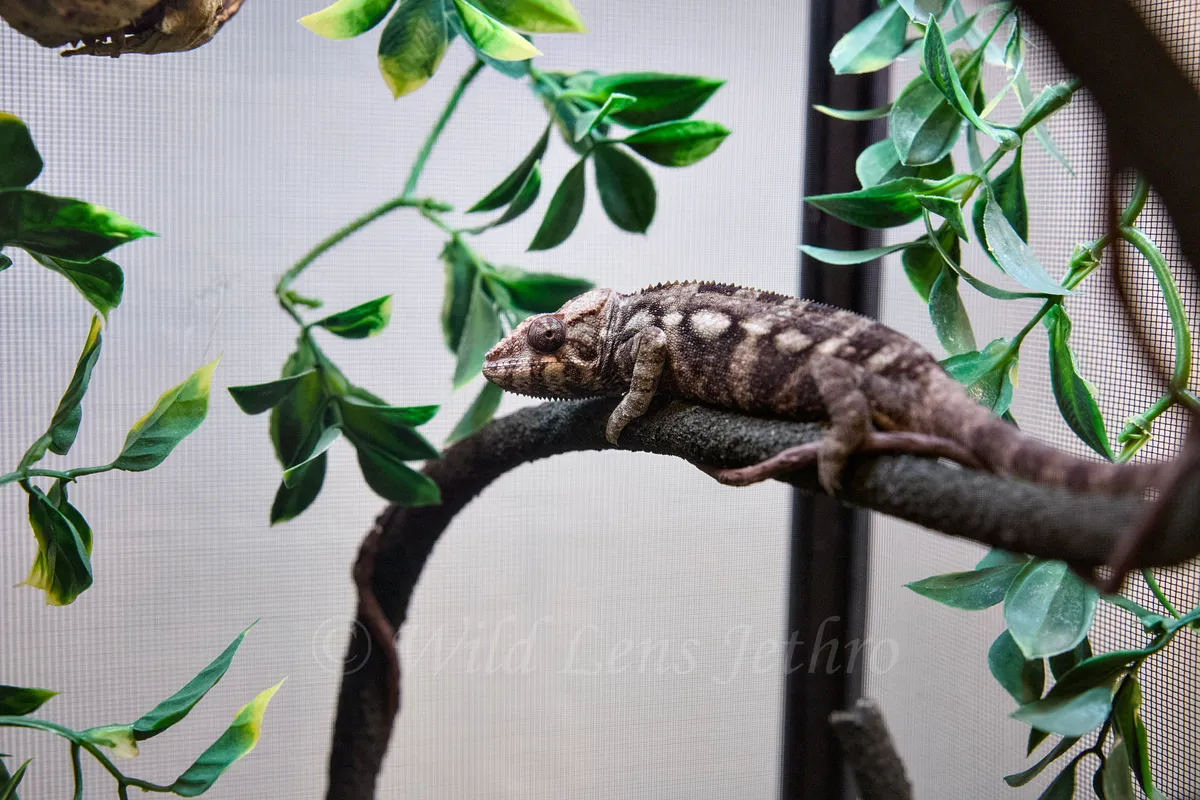 Ambilobe Panther Chameleon Looking Straight