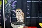 Barred Owl