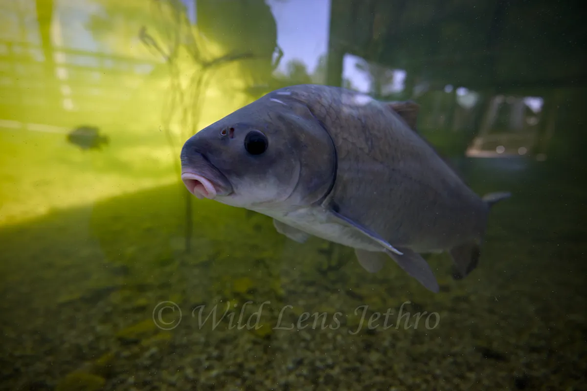 Bigmouth Buffalo Headshot
