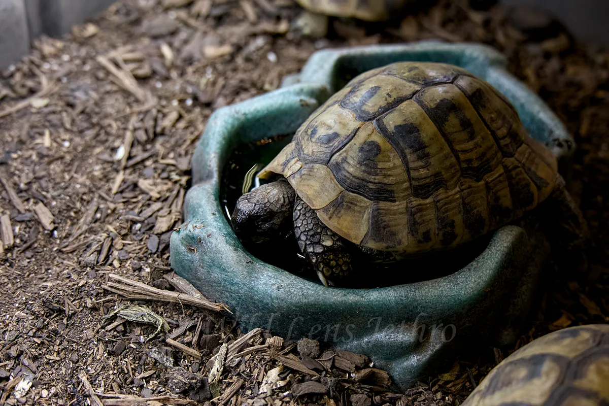 Hermanns Tortoise Drinking