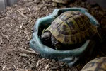 Hermanns Tortoise Drinking