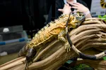 High Orange Spiny Tailed Iguana