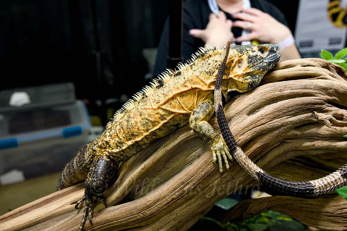 High Orange Spiny Tailed Iguana