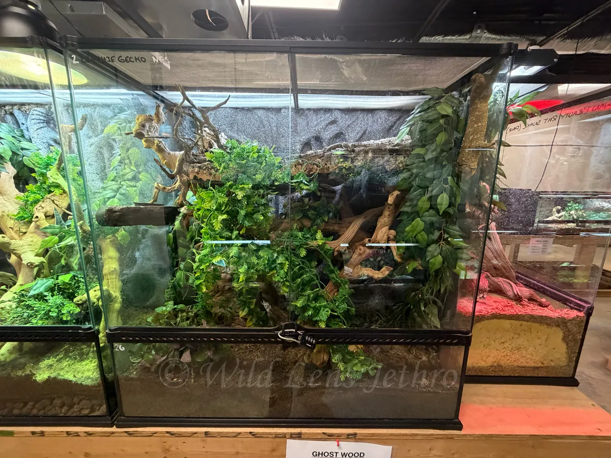 Leachie Gecko Tank