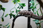 Ambilobe Panther Chameleon Looking Up