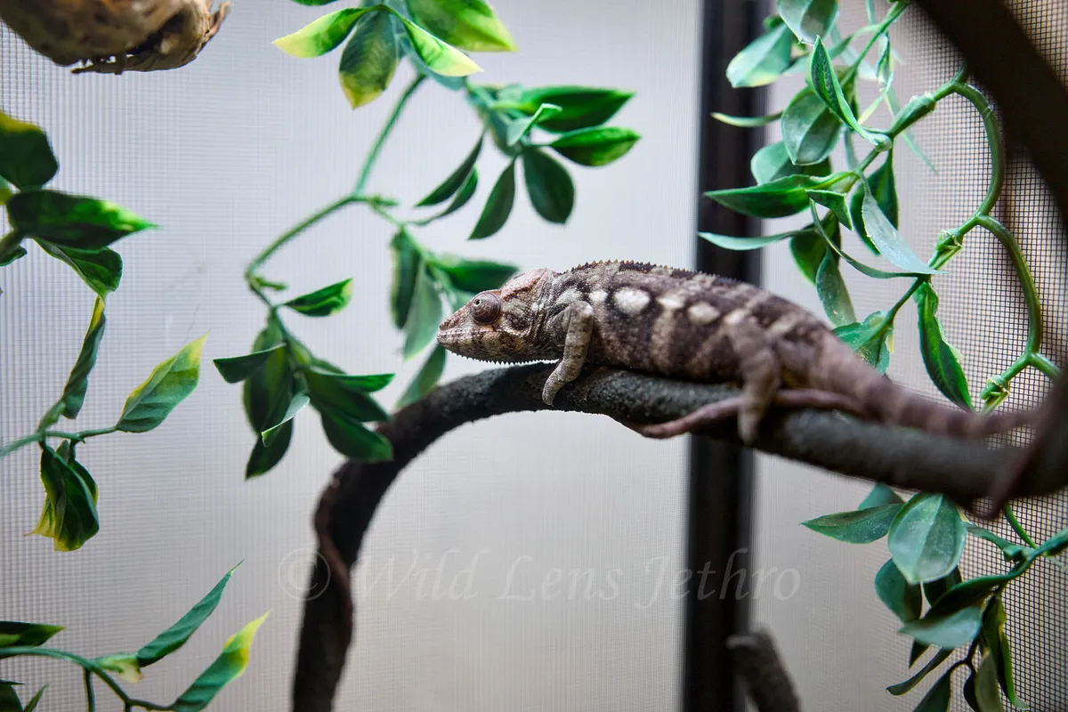 Ambilobe Panther Chameleon Looking Up