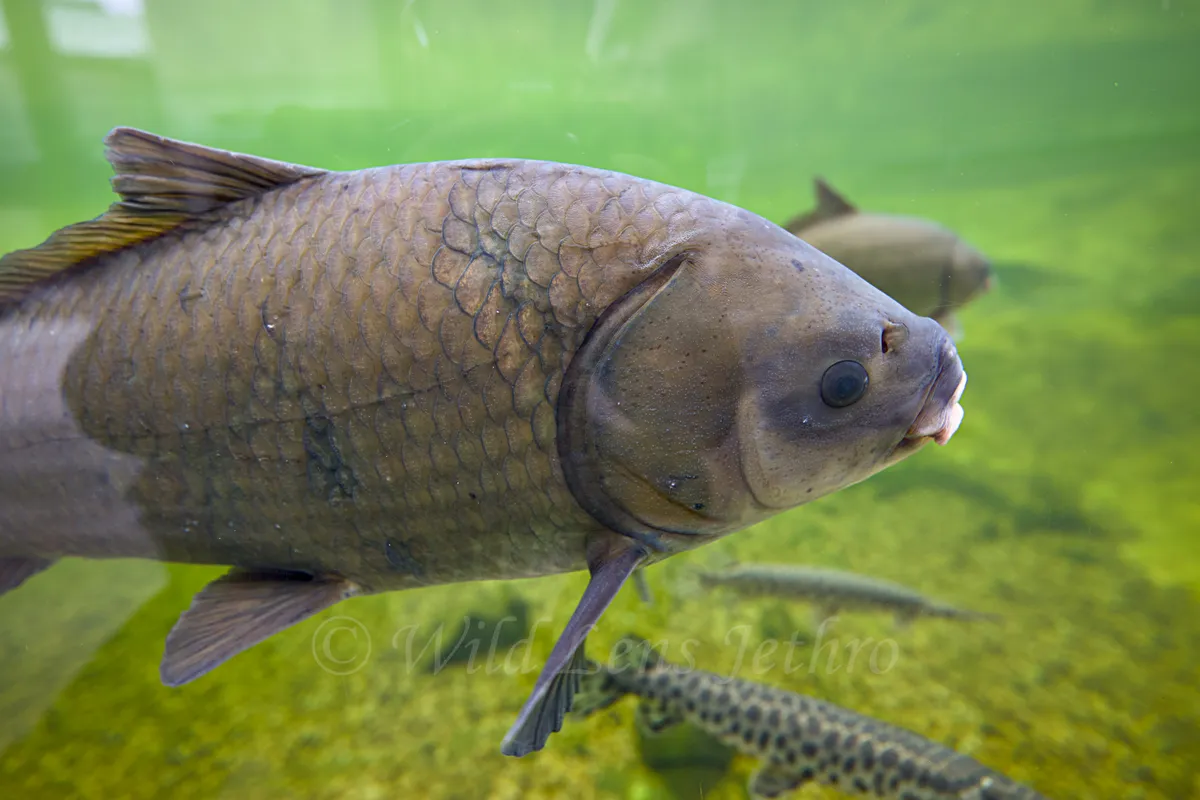 Bigmouth Buffalo Swimming Right