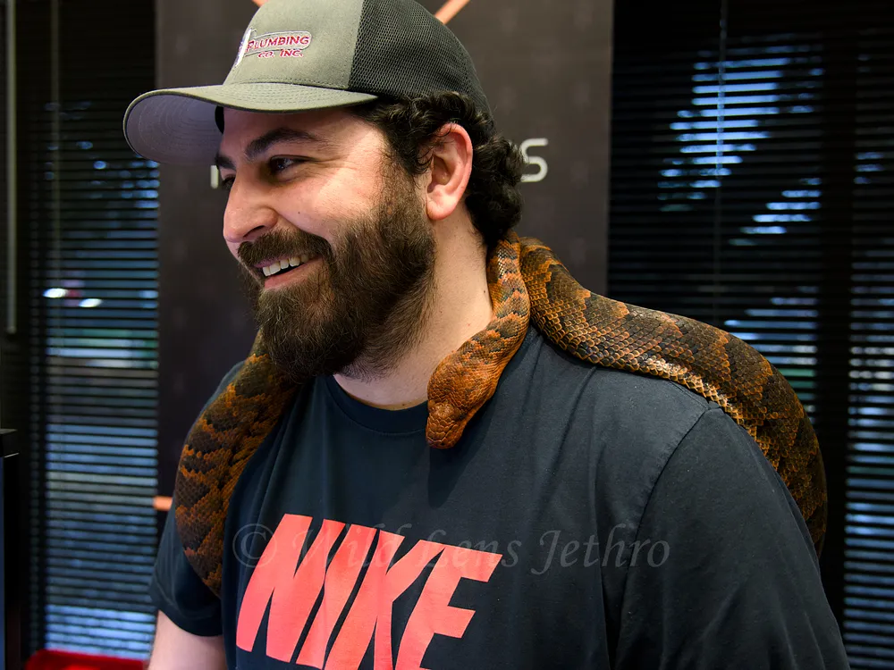 Dominican Red Mountain Boa Around Vendor