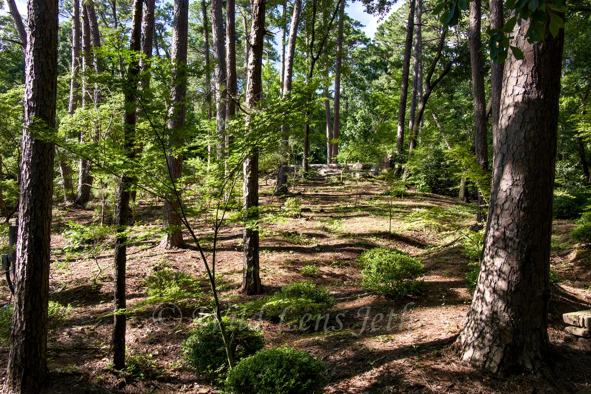 Garvan Woodland Gardens Forest Of Tall Trees