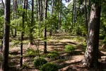 Garvan Woodland Gardens Forest Of Tall Trees