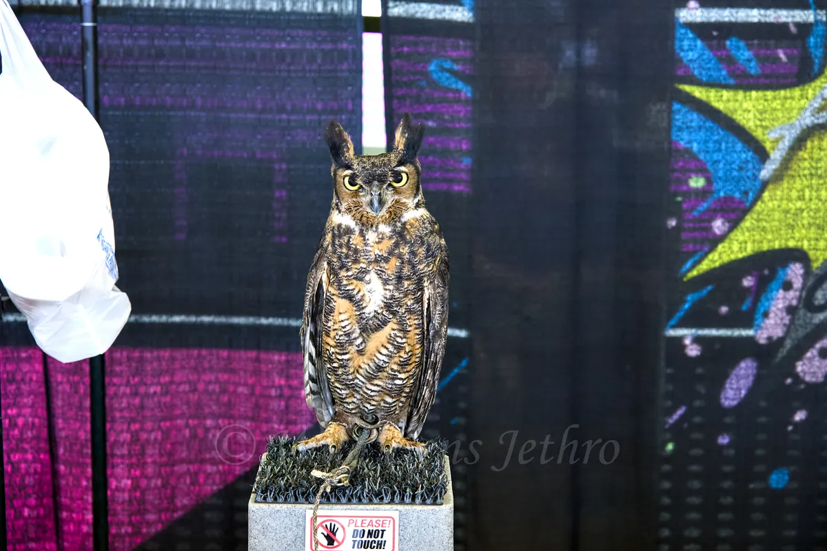 Great Horned Owl