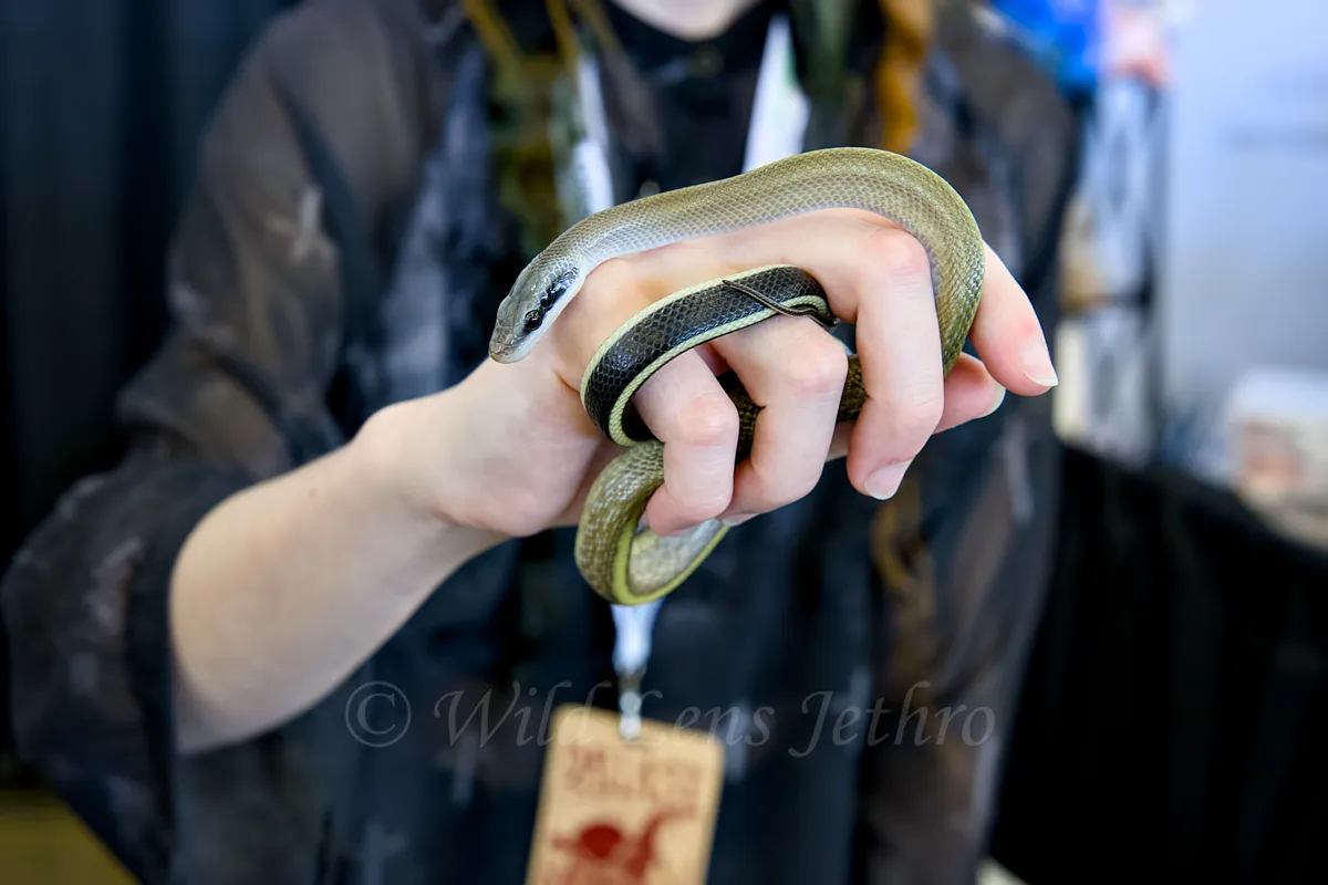 Ridley Rat Snake