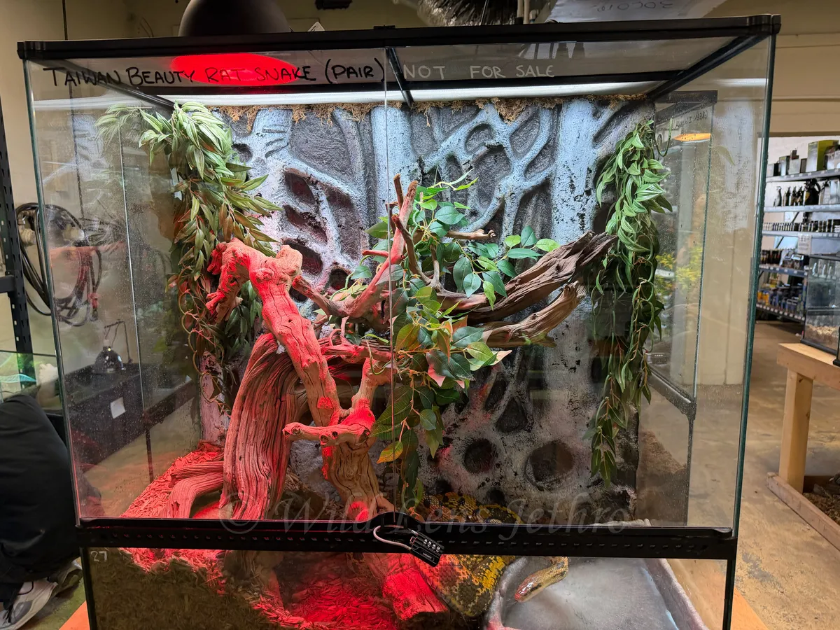 Taiwan Beauty Rat Snake Tank