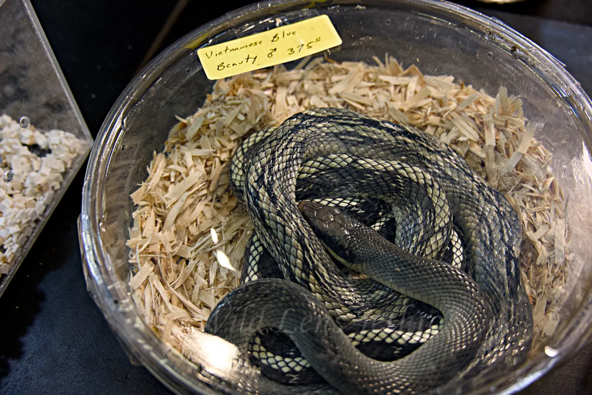 Vietmanese Blue Beauty Snake In Cup