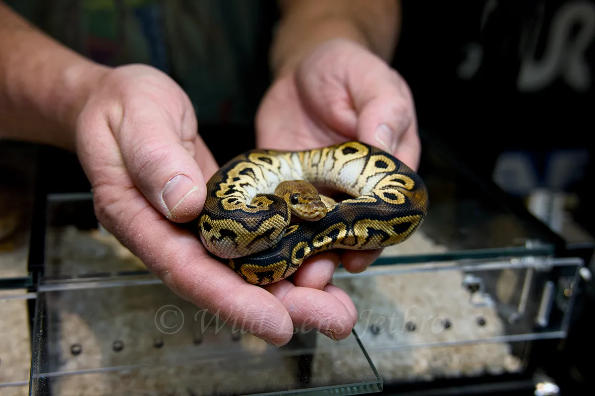 Baby Ball Python In Hand