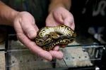 Baby Ball Python In Hand