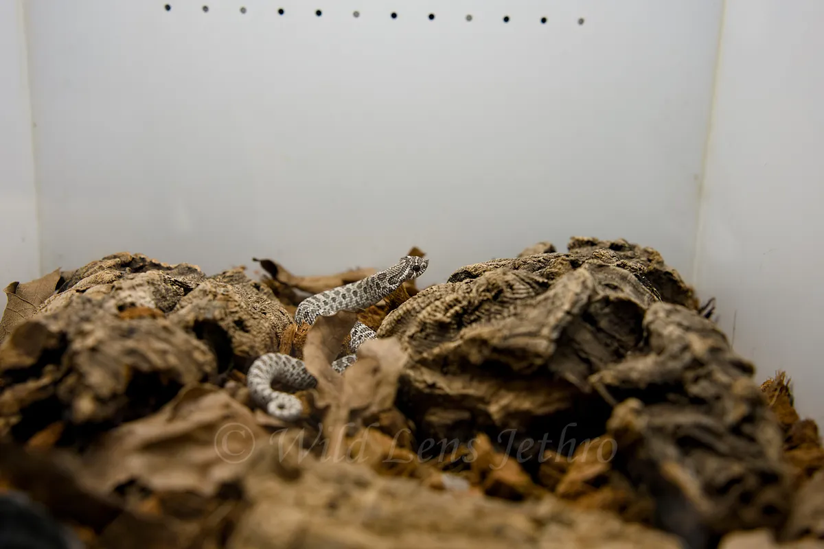 Baby Western Hognose