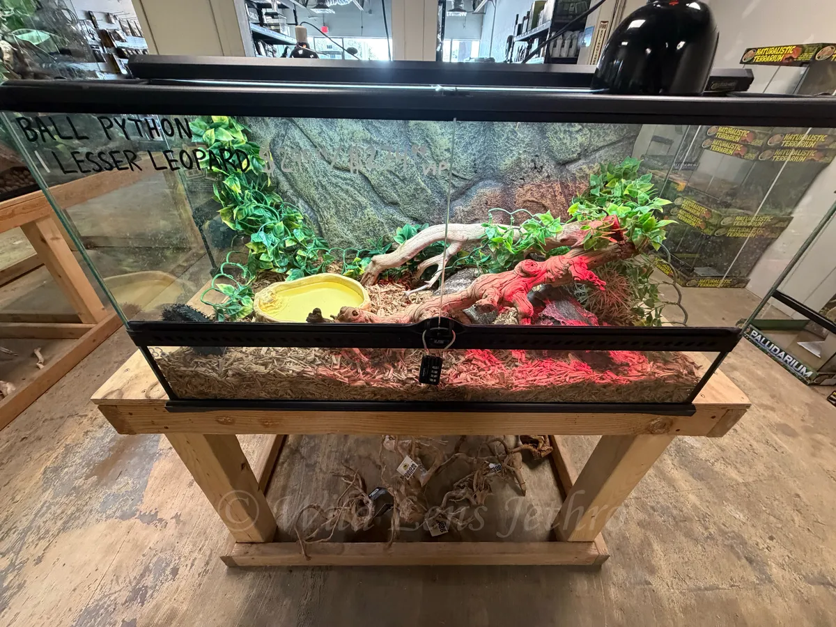 Ball Python Tank