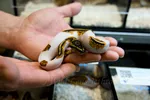 Baby Orange Clown Ball Python In Hand