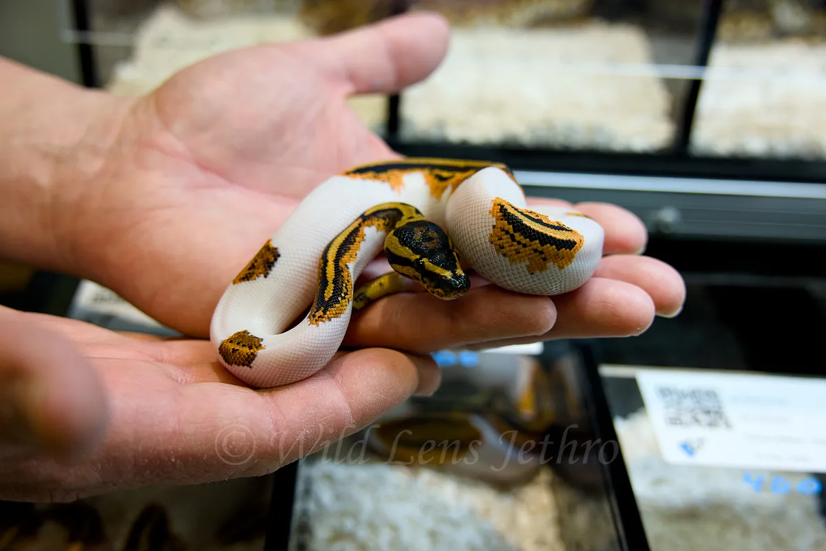 Baby Orange Clown Ball Python In Hand