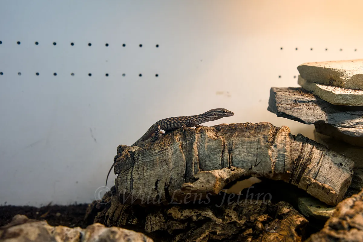 Baby Red Ackie Monitor