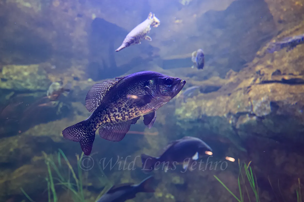Black Crappie In Show Tank