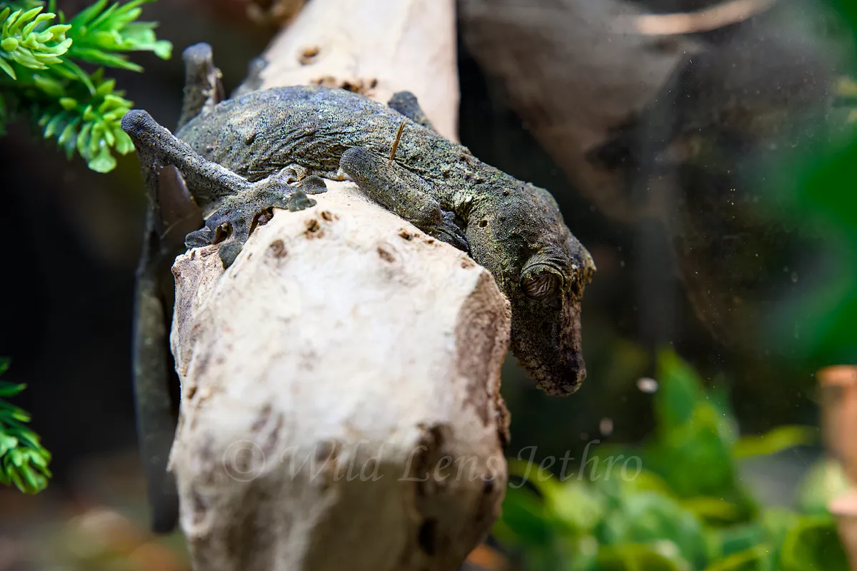 Giant Leaf Tail Gecko