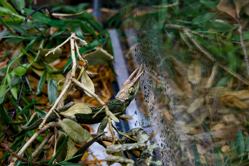 Jackson Chameleons