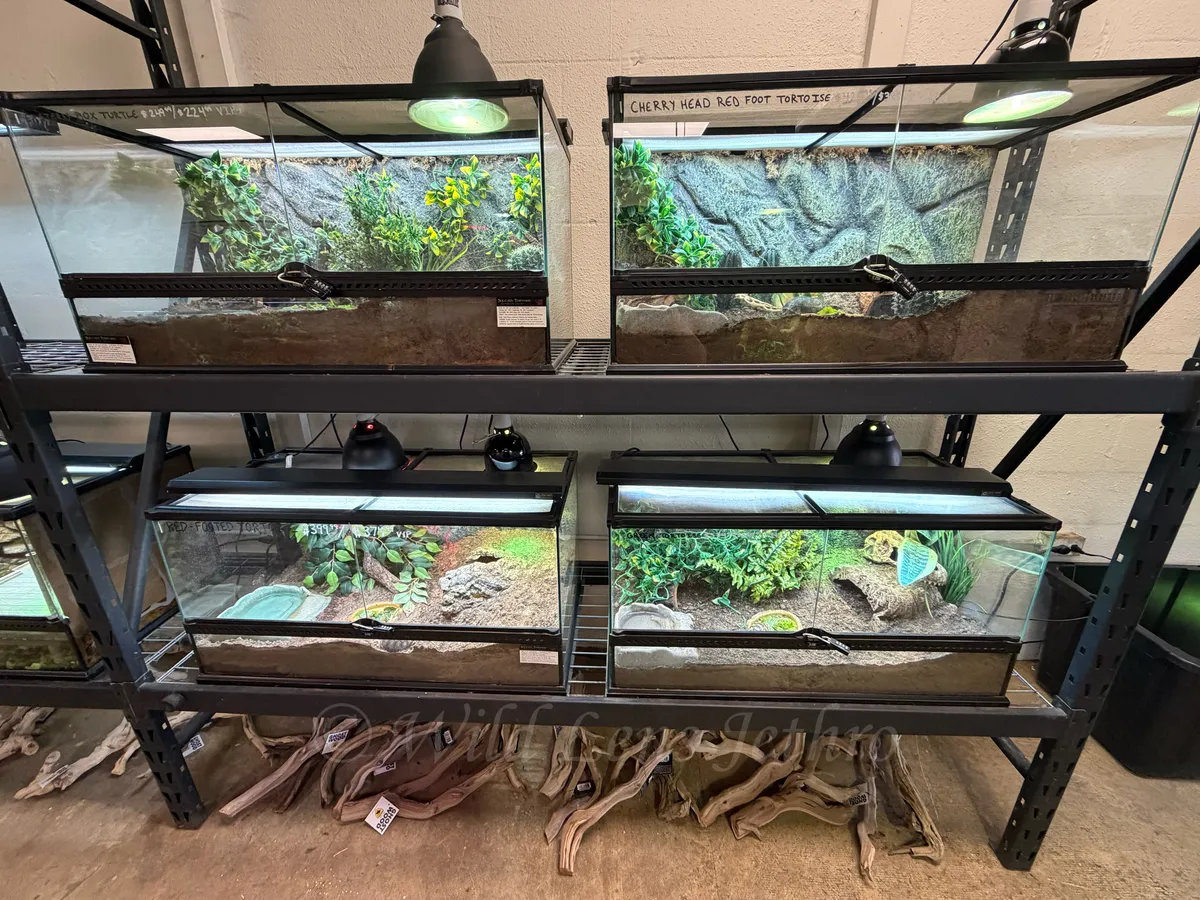 Turtle Tanks